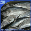 Sarda orientalis stripe tuna frozen bonito fish with prices 750g up